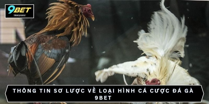 Thông tin sơ lược về loại hình cá cược đá gà 9bet